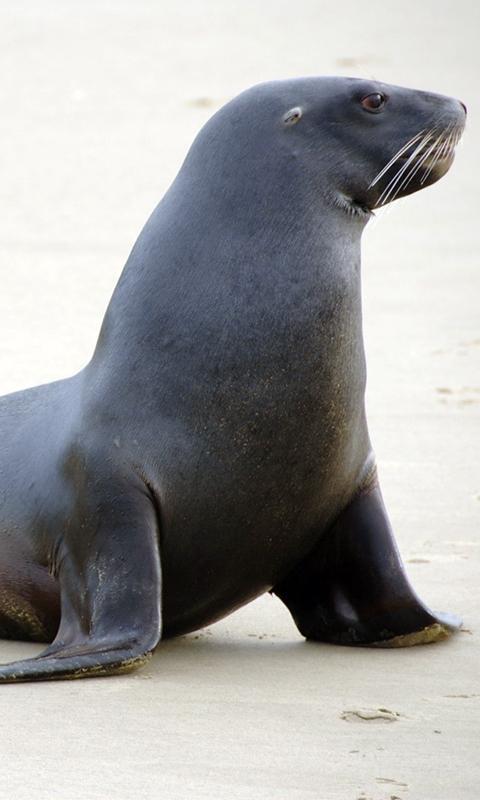 Sea Lion Wallpaper APK for Android Download Sea Lion Wallpaper APK for Android Download