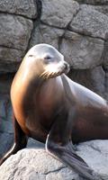 Sea Lion Wallpaper स्क्रीनशॉट 1