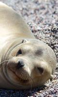 Sea Lion Wallpaper स्क्रीनशॉट 2