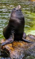 Sea Lion Wallpaper स्क्रीनशॉट 3
