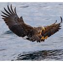 Calming Eagle: Calm Down, Brea APK