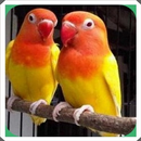 Caring for lovebird birds APK