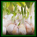 APK how to cultivate garlic