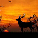 1000 головоломок