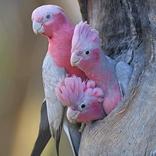 500 слов. Логика