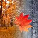 Cozy Scenes APK
