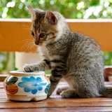 Cute cat jigsaw puzzle icon