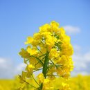 Spring Sound comfortable sleep APK