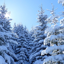 Winter Sound comfortable sleep APK