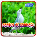 Cantos de Sanhaco Mp3 APK