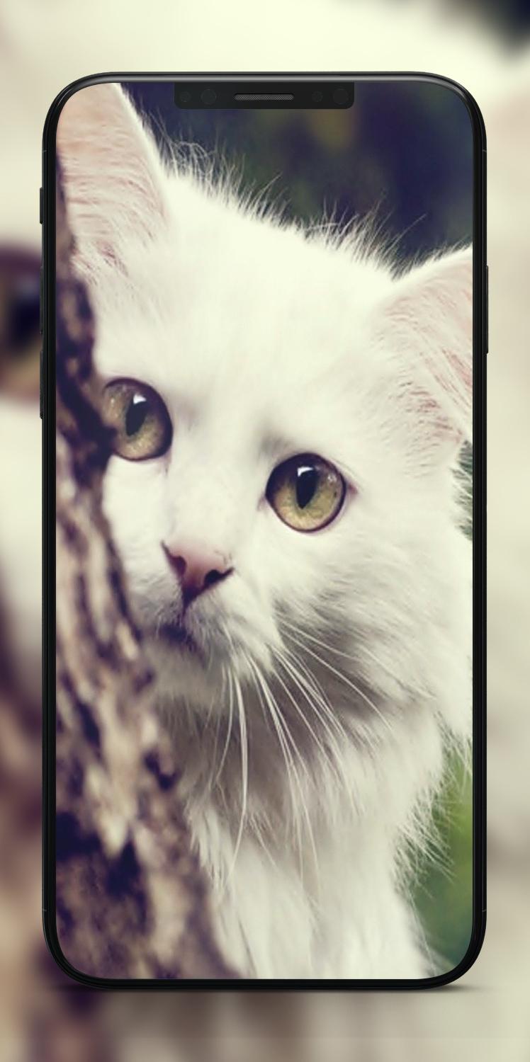 Descarga de APK de Fondos de animales SW | Fondos de animales 4K para Android Descarga de APK de Fondos de animales SW | Fondos de animales 4K para Android