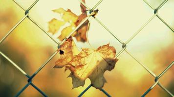 Best Autumn Wallpapers اسکرین شاٹ 1