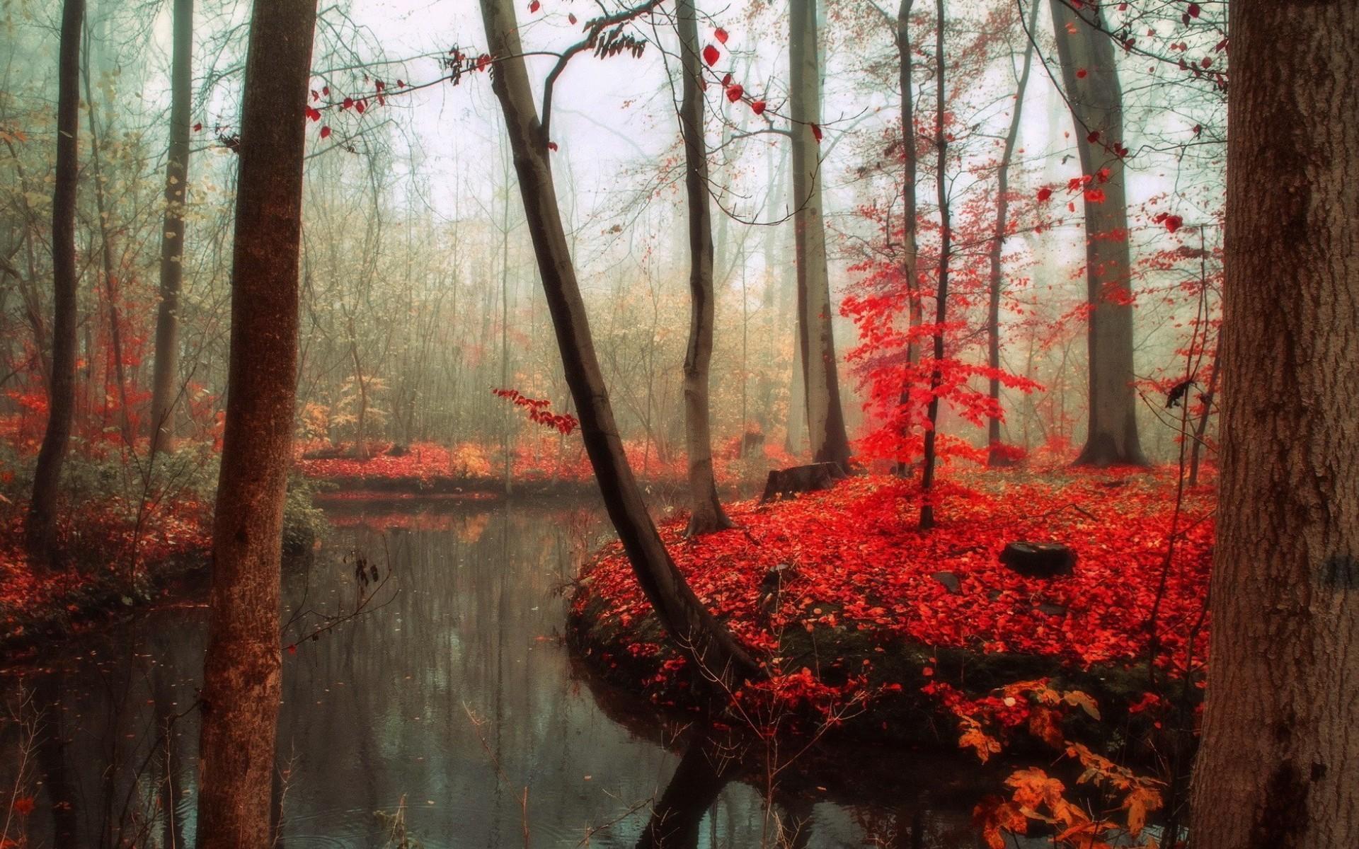 Багряная лета. Роминтенская пуща (красный лес). Багряный лес. Алый лес. Красный осенний лес.