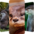 Otter Wallpapers 4K