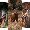 Deer Wallpapers 4K آئیکن