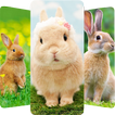 Icona Rabbit Wallpapers