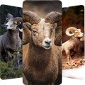 Goat Wallpapers