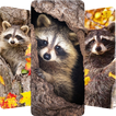 Raccoon Wallpapers アイコン