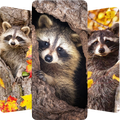 Raccoon Wallpapers
