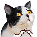 Stickers Memes Gatos Animados APK