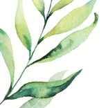 Lovely: plants care journal