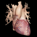 Cardiological APK