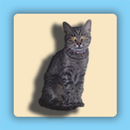 Cat Clock APK