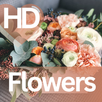 HedraAi Video App Hints APK