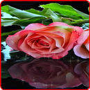 Rose Live Wallpaper APK