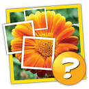 1 Image 1 Mot: Pic Quiz APK