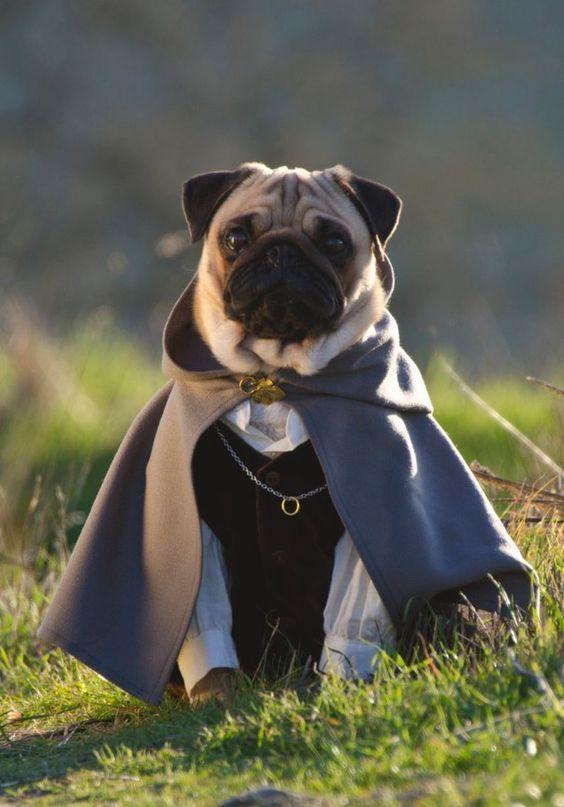 Tải xuống APK Pug Wallpaper HD 2020 - Pug Dog Backgrounds cho Android Tải xuống APK Pug Wallpaper HD 2020 - Pug Dog Backgrounds cho Android