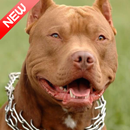 Pitbull Wallpaper 2020 - HD Pitbull Dog Background APK