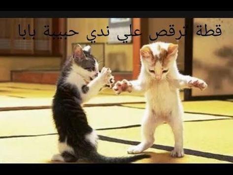 android icin dans eden kedi baba habibi