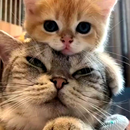 Cute Cat Wallpaper APK