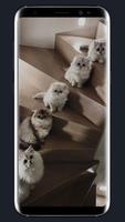 Cute Cat Wallpaper 스크린샷 3