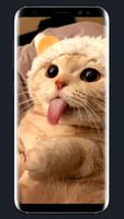 Cute Cat Wallpaper 스크린샷 1