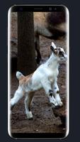 Baby Goat Wallpaper ポスター