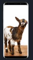 Baby Goat Wallpaper スクリーンショット 1