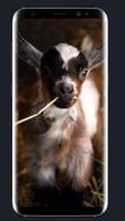 Baby Goat Wallpaper スクリーンショット 2