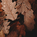 Brown Aesthetic Wallpaper APK