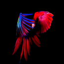Neon Animal Wallpaper APK