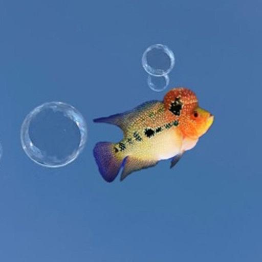 FishYI - Pet Fish Identifier