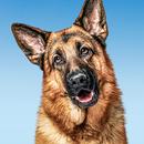 Hudson & Rex: Rex at Home APK