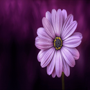 APK شفيقه مواويل