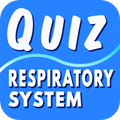 Respiratory System Questions