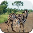 اسرار حیات وحش ( ویدیو ) APK