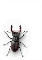 Live insect wallpaper plakat