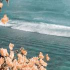 Aesthetic VSCO Wallpapers 4K آئیکن