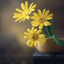Yellow Flower Wallpapers HD APK