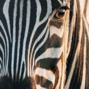 Zebra Print Backgrounds APK